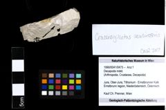 Foto (Objekt + Etiketten) von Decapoda indet. 